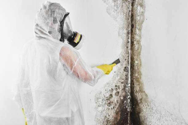 Best Certified Mold Removal  in Walnut Grove, CA