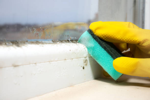 Professional Mold Removal in Walnut Grove, CA