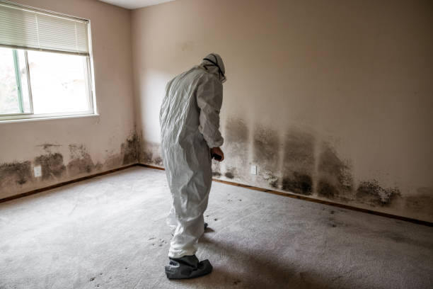 Best Commercial Mold Removal  in Walnut Grove, CA