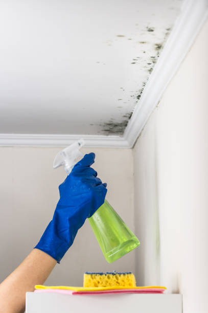 Best Residential Mold Removal  in Walnut Grove, CA